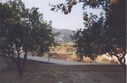 orchard-view-south