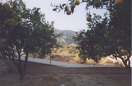 orchard-view-south